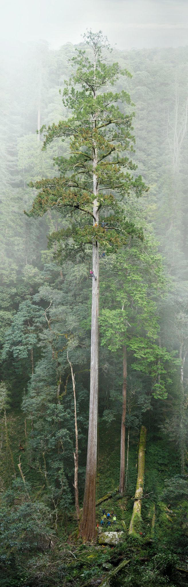 84 Meter: Höchster bekannter Baum Ostasiens steht in Taiwan