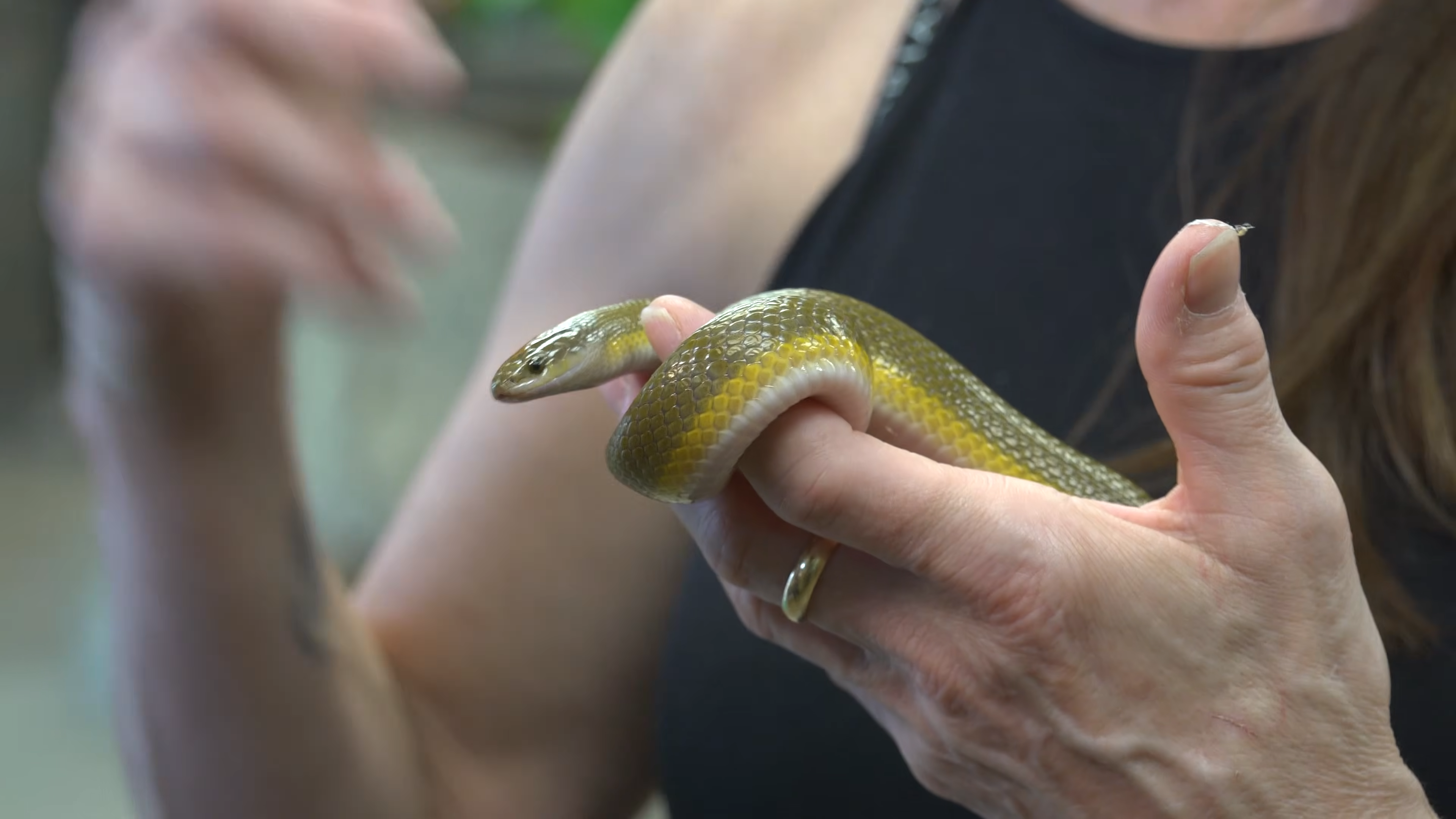 One python was all it took… soon their reptile obsession took over the ...