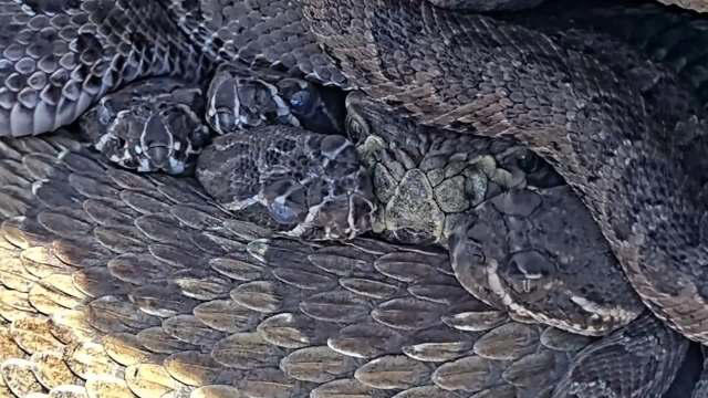 Wild mother rattlesnake seen huddling with newborn pups on live cam ...