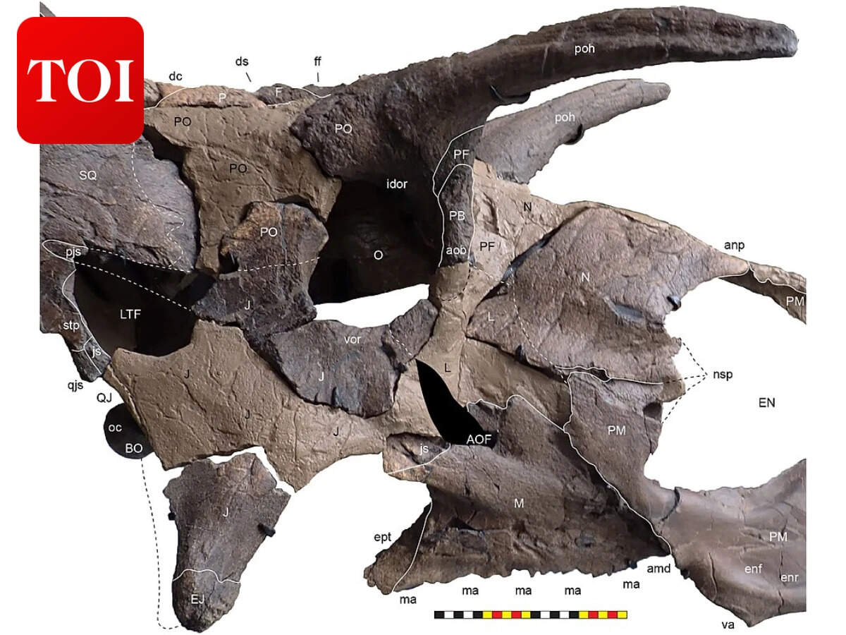 In 2024, a Montana fossil revealed Lokiceratops, one of the strangest ...