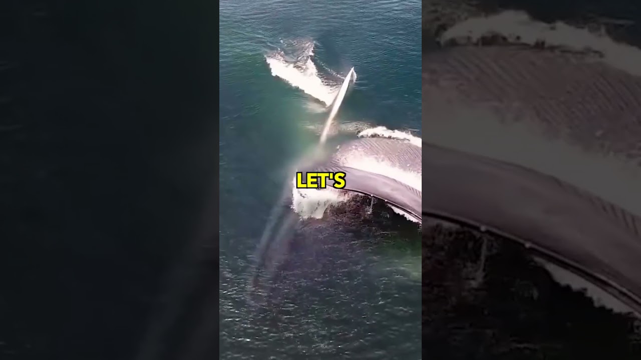 Find out what it would be like to get swallowed by a whale