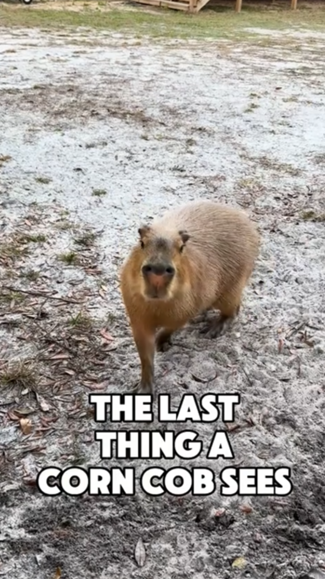 A capybara’s cute reaction to its favorite snack