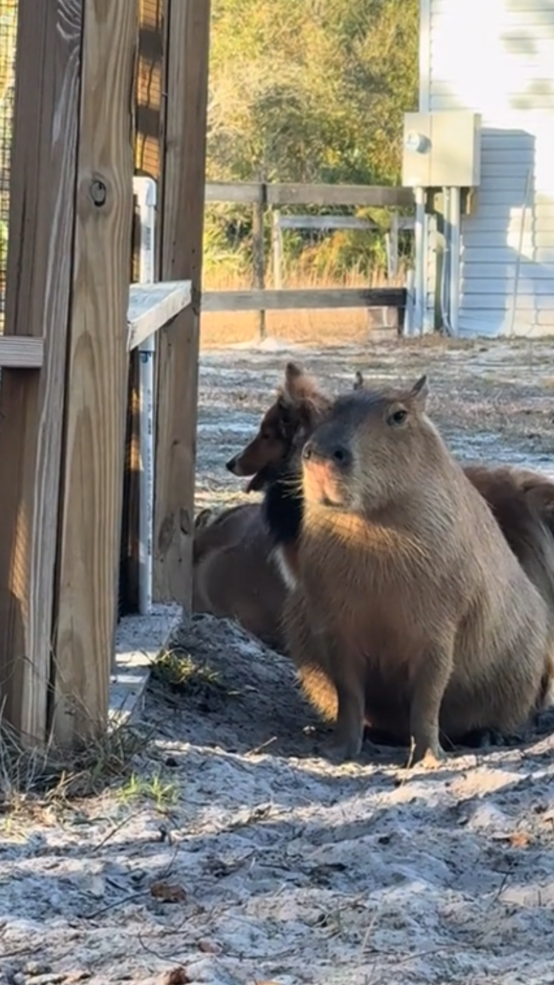 Watch capybaras take over this book club moment