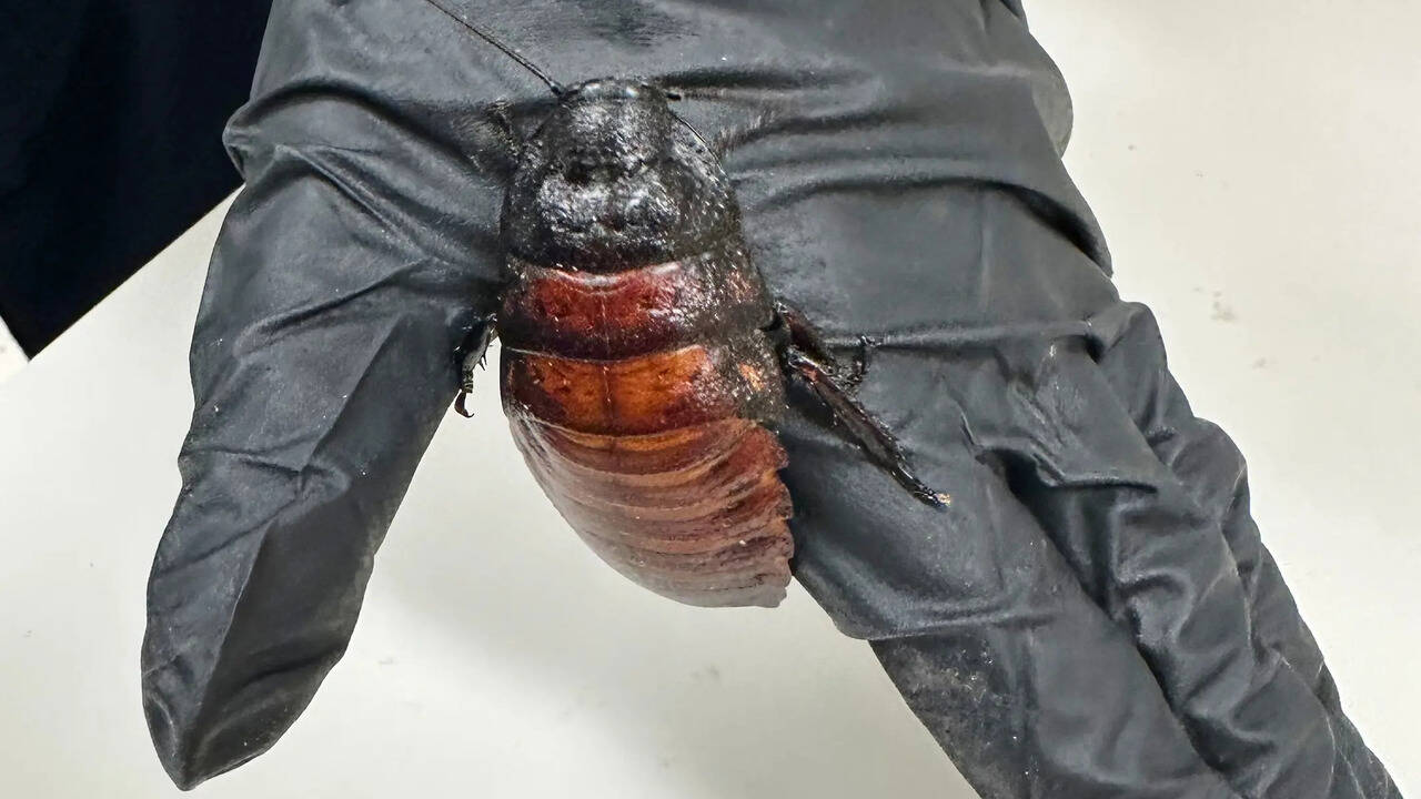 Australian cockroach breeder faces record seizure of 100,000 illegal ...