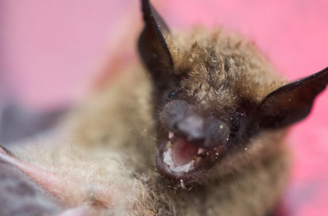 Rabid bat flies into Washington home, sending 3 residents into urgent ...