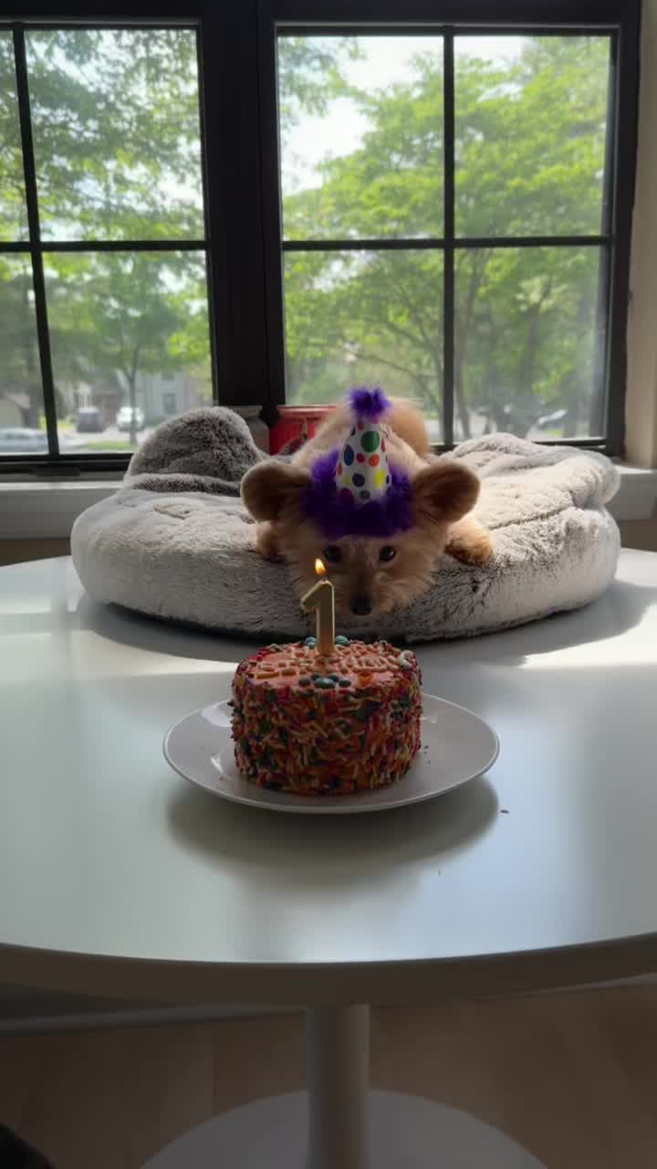 Barney just celebrated his birthday!