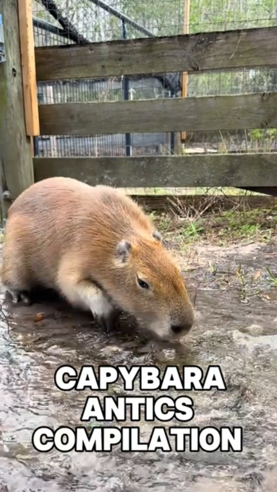 The funniest capybara pool cleaning ever caught on camera