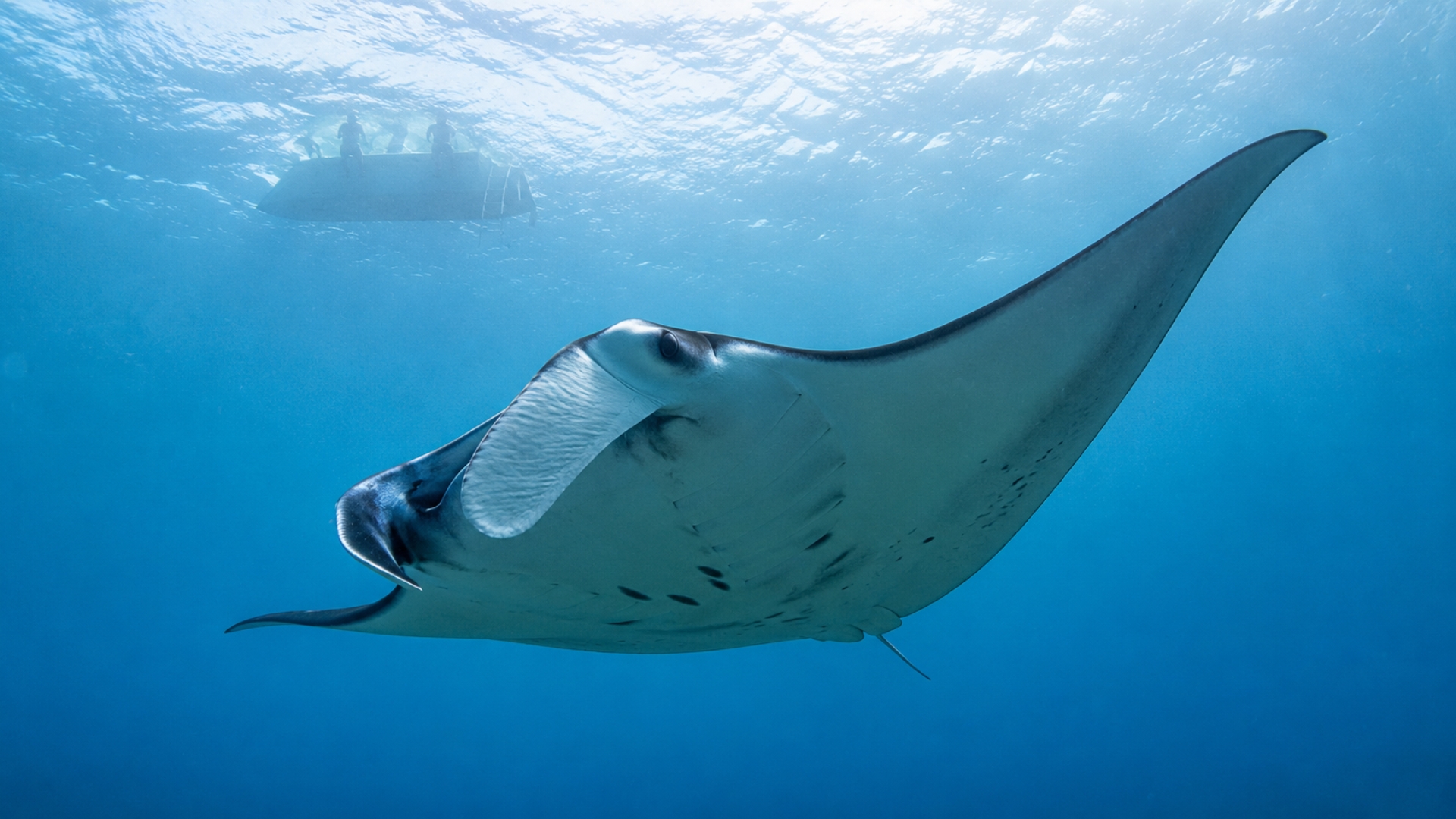 The world’s largest rays could gain new protections in Florida waters