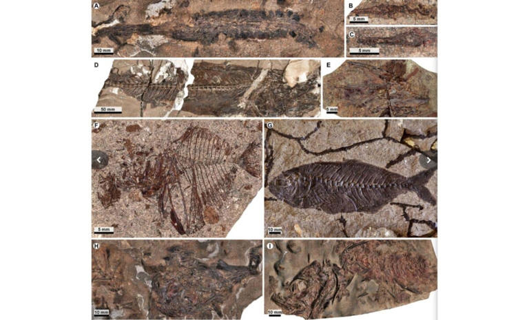 These fish died in an ocean, so why are they buried in a desert?