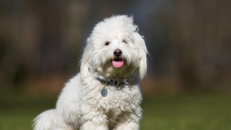 6 dog breeds experts say are perfect for senior retirees seeking ...