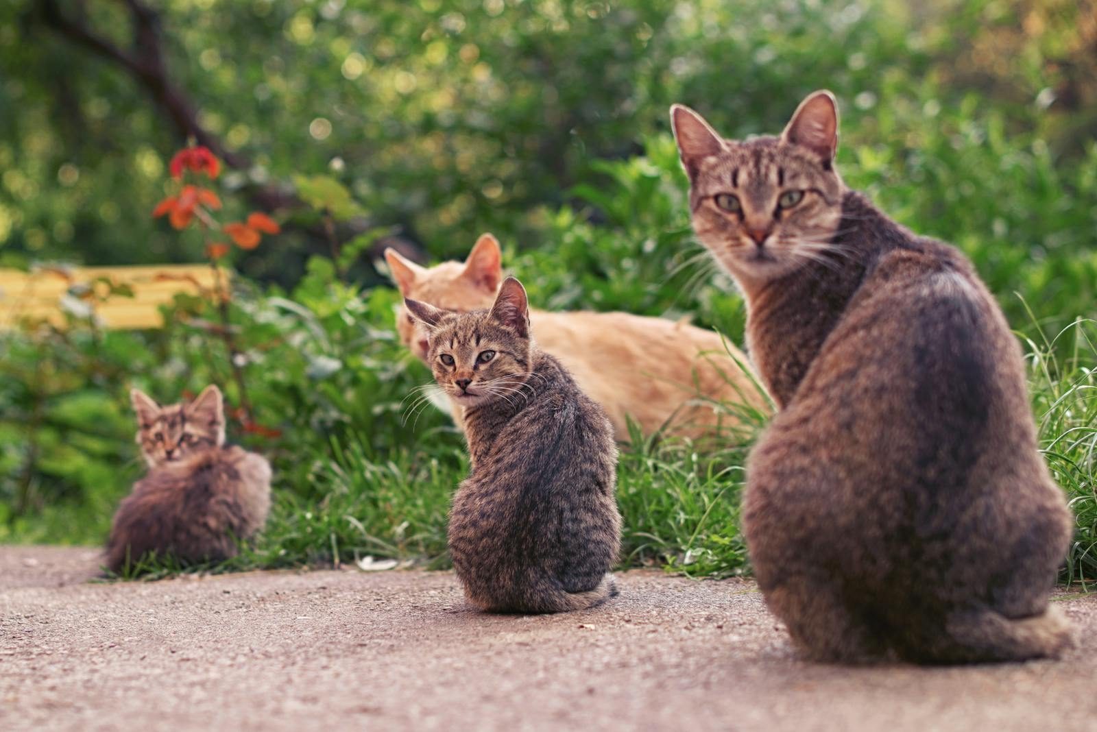 Why cats gather in secret groups outside your home