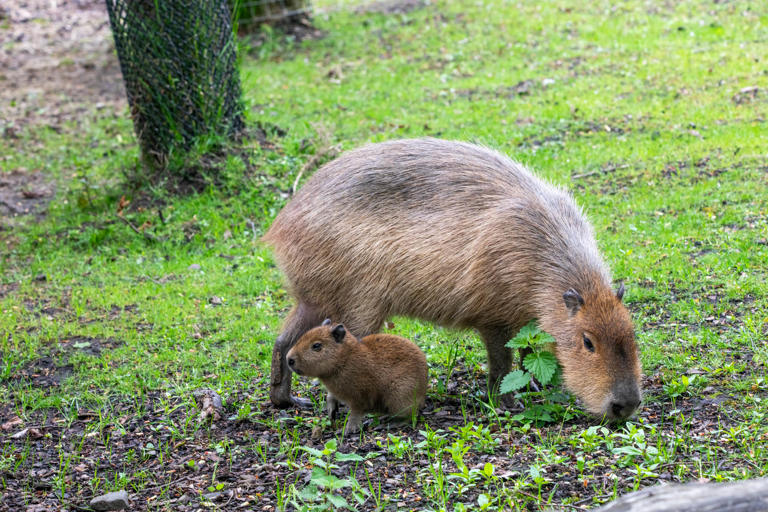 Edinburgh Zoo reveals Scottish-inspired name for new capybara pup after ...