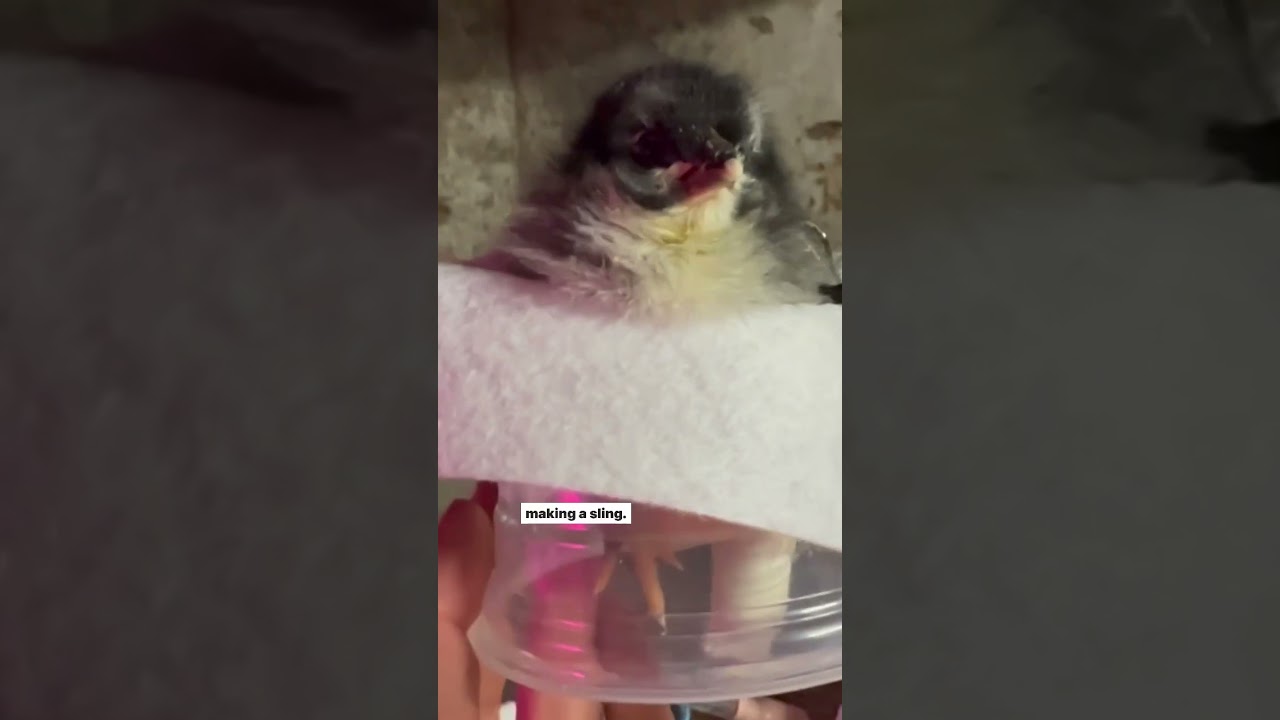 Learn how we're giving a baby chick a second chance