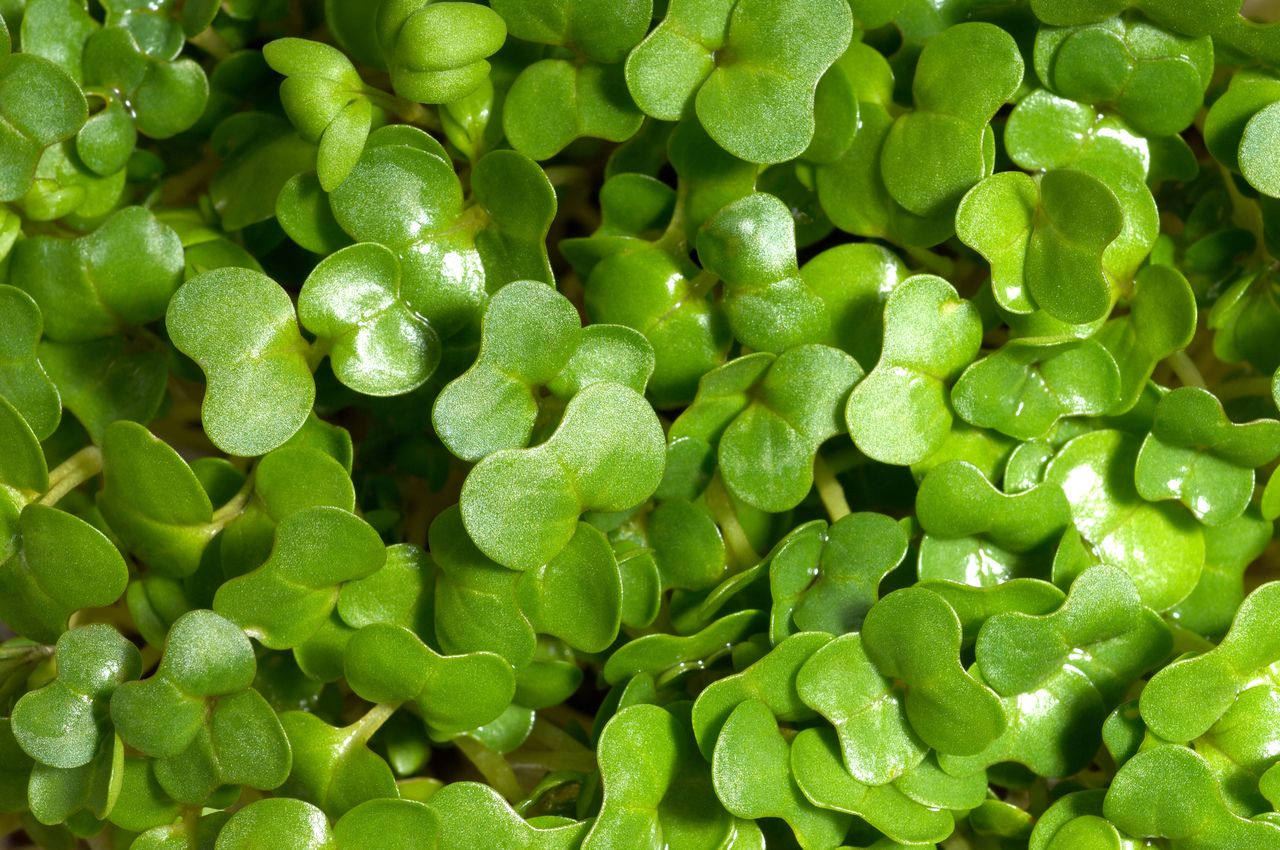 Fresh green leafy sprouts viewed in closeup