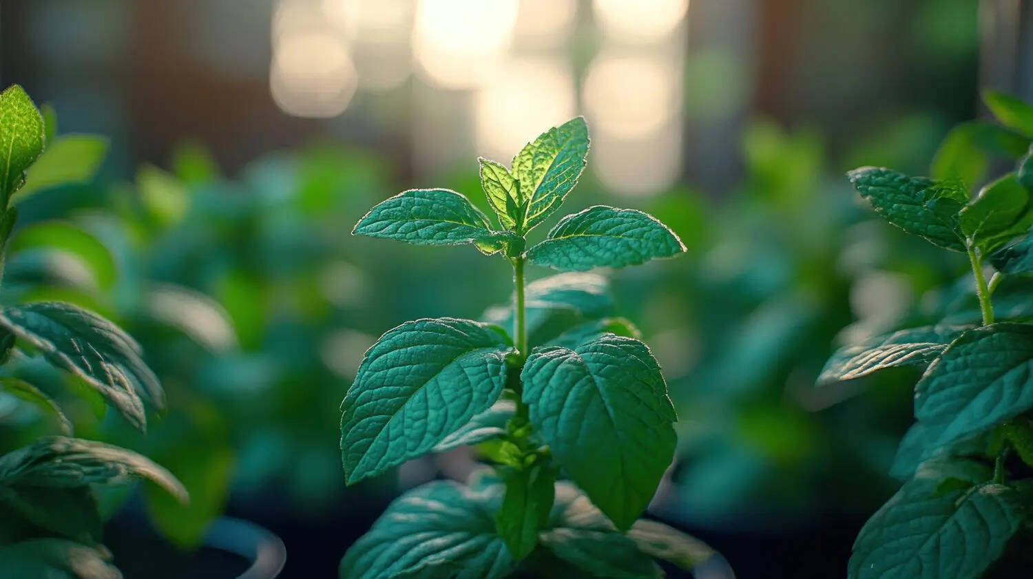 Grow these nutrient packed plants for a stronger digestive system