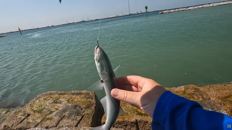 Why a quiet Texas jetty became the perfect place for a day of coastal ...