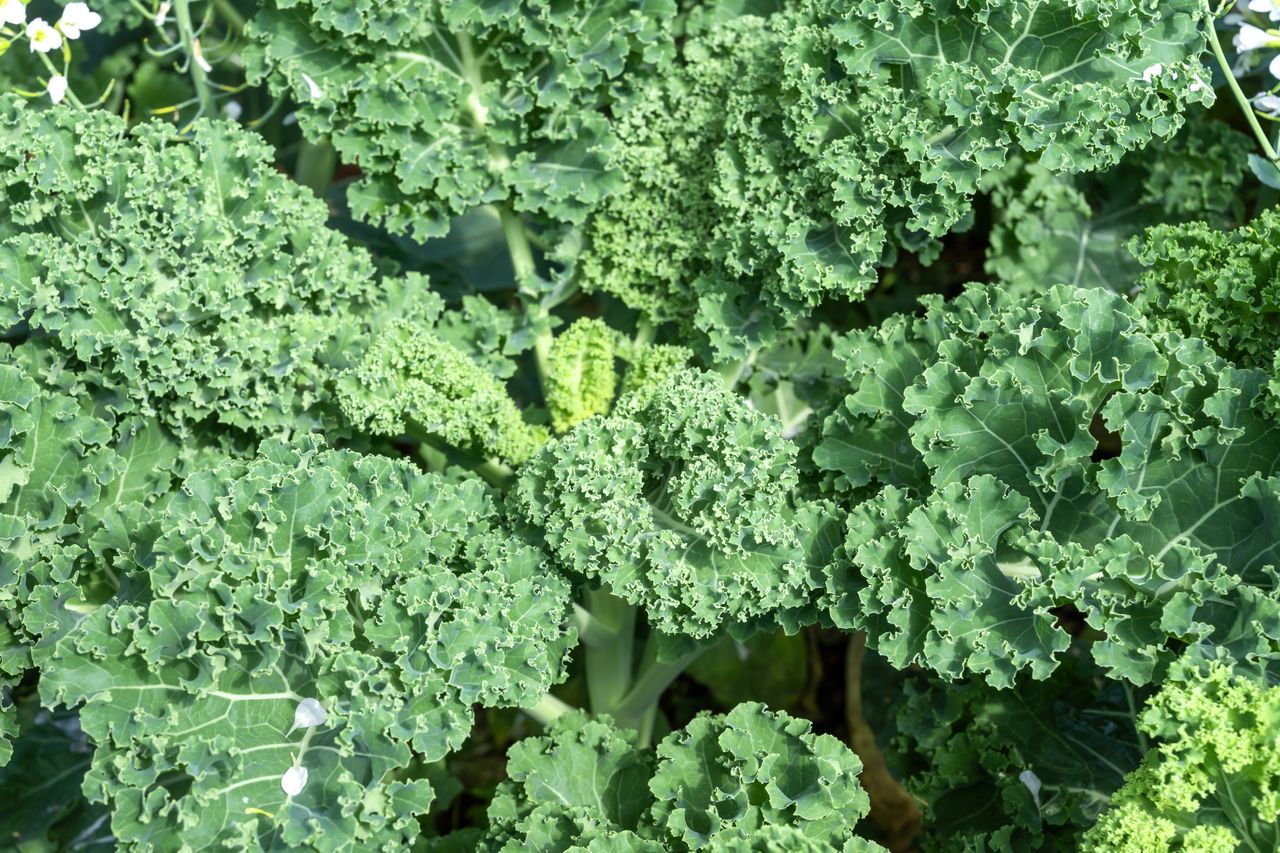 Closeup view of leafy kale growing in a garden