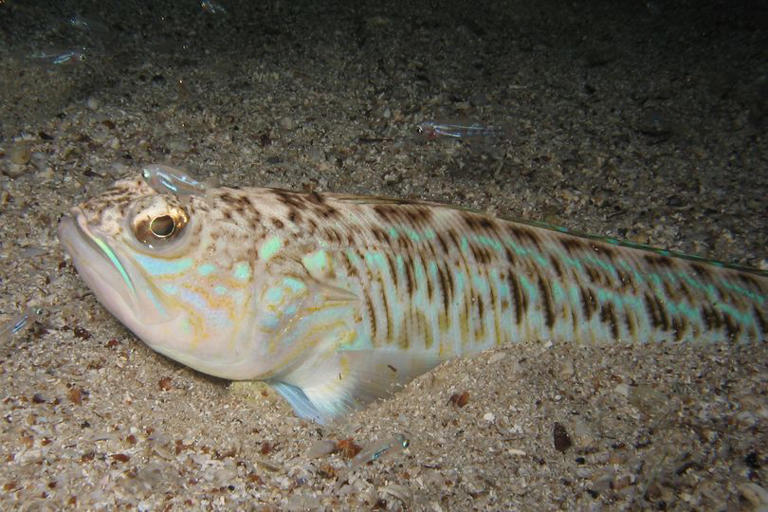 Spanish holidaymakers issued warning as venomous fish spotted at beaches