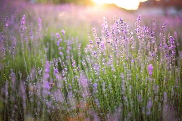 Lavender will thrive in garden if you add one ingredient to soil