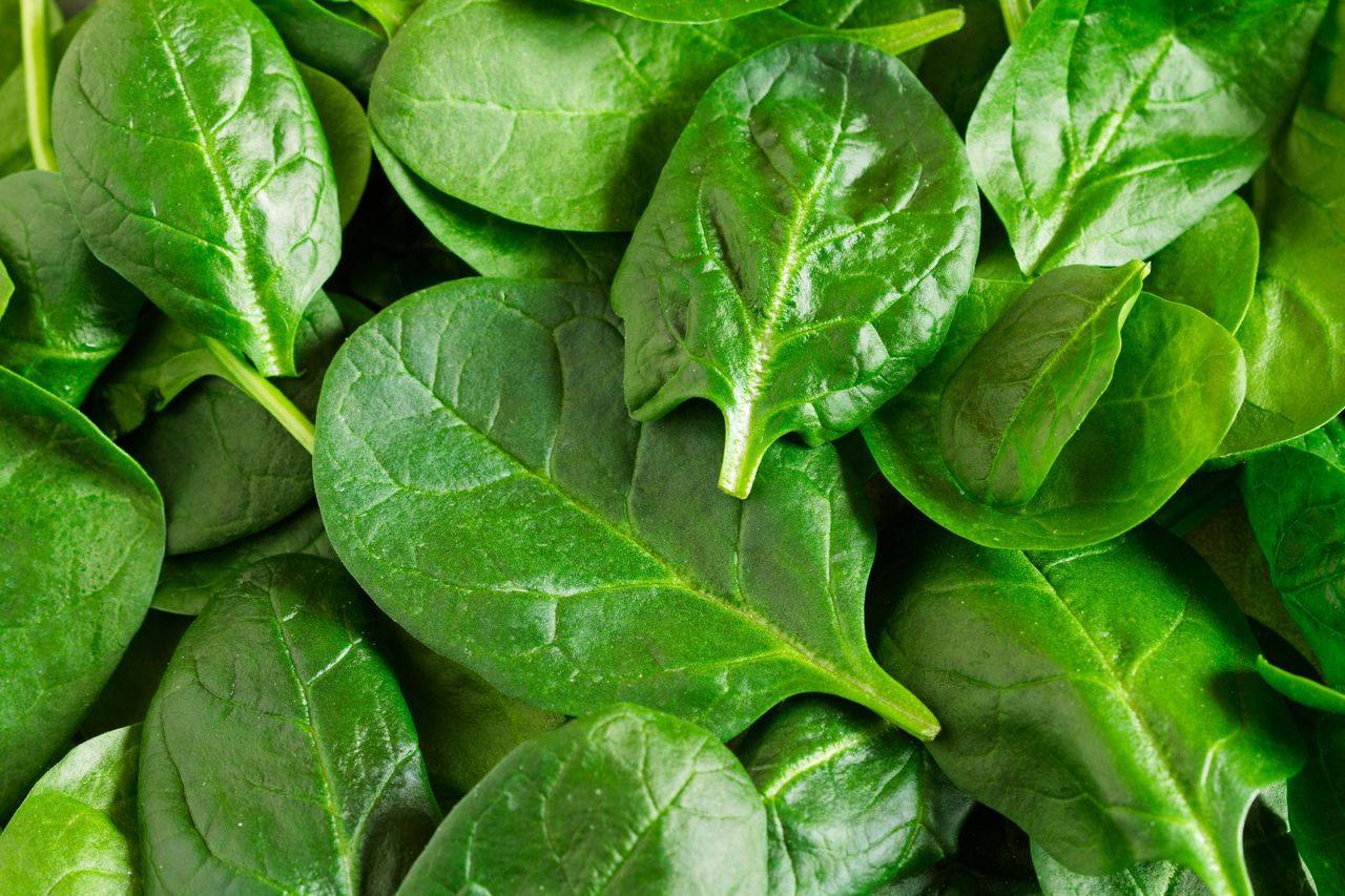 A collection of spinach leaves closeup view