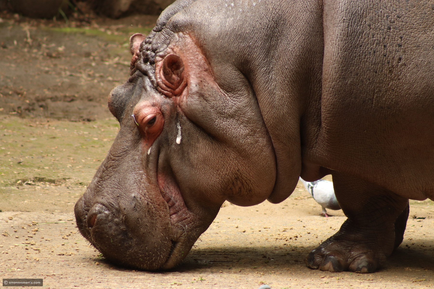 10 animals that can turn aggressive when threatened
