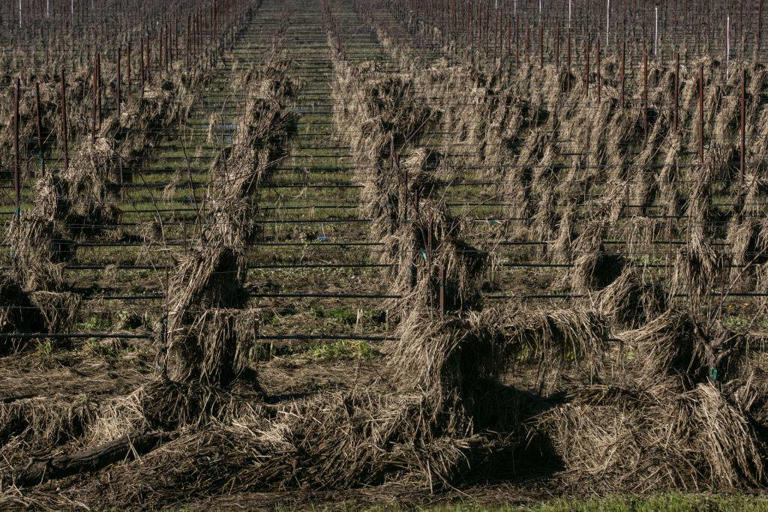 World warned even worse is coming after 'Godzilla' El Niño that could ...