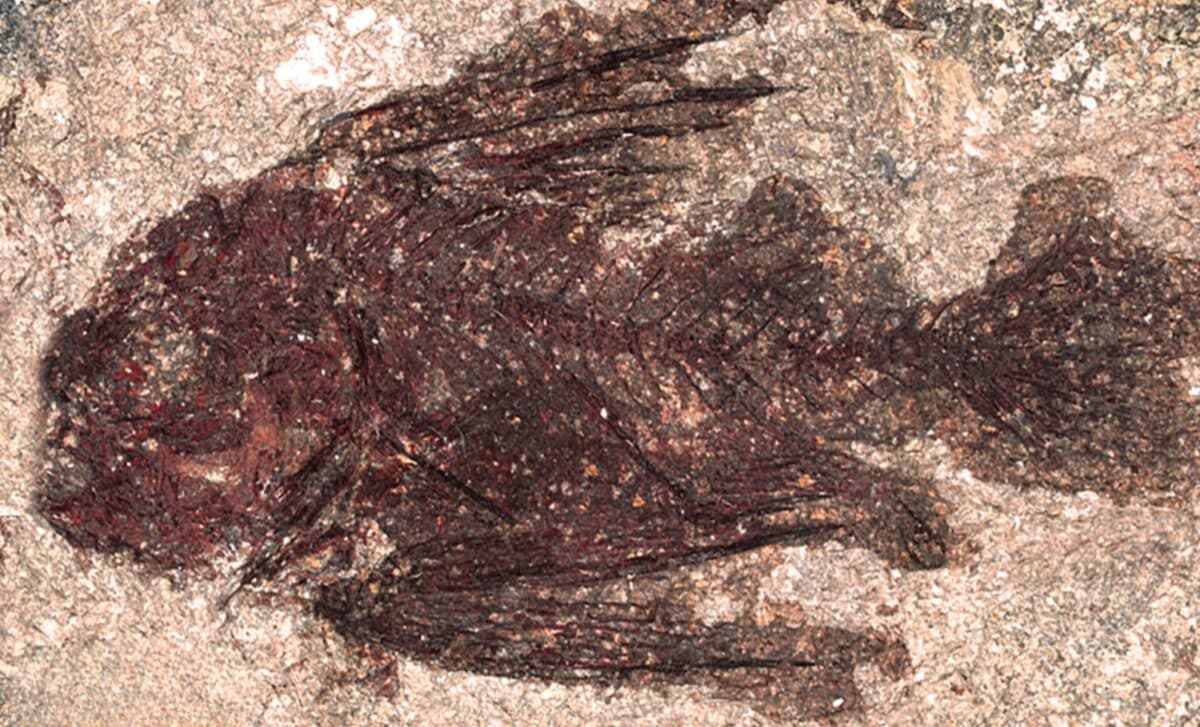 These fish died in an ocean, so why are they buried in a desert?