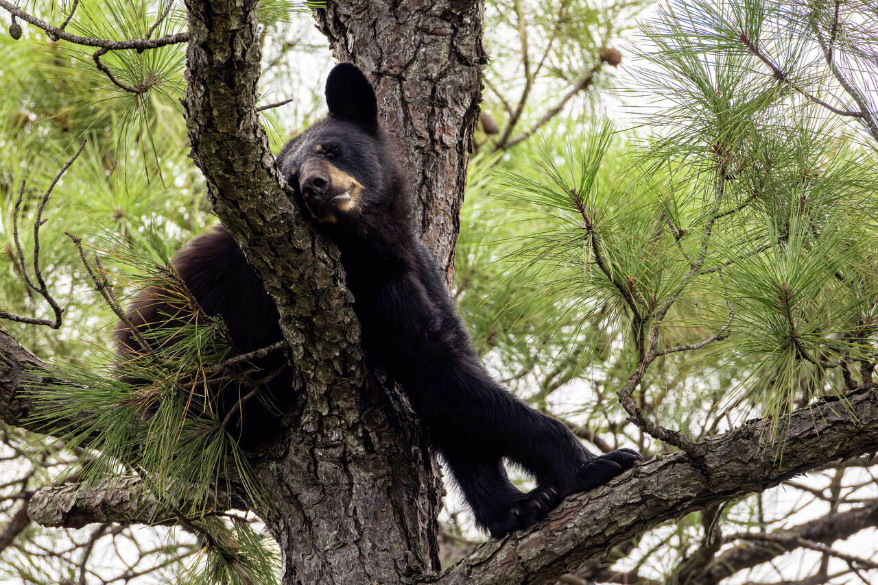 From Monroe County to Mt. Pleasant, black bears are turning up across ...