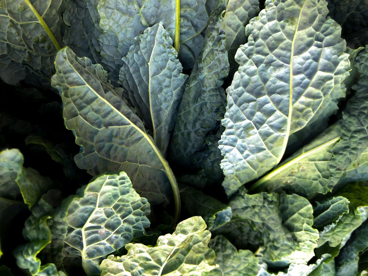 Closeup of dark leafy kale leaves