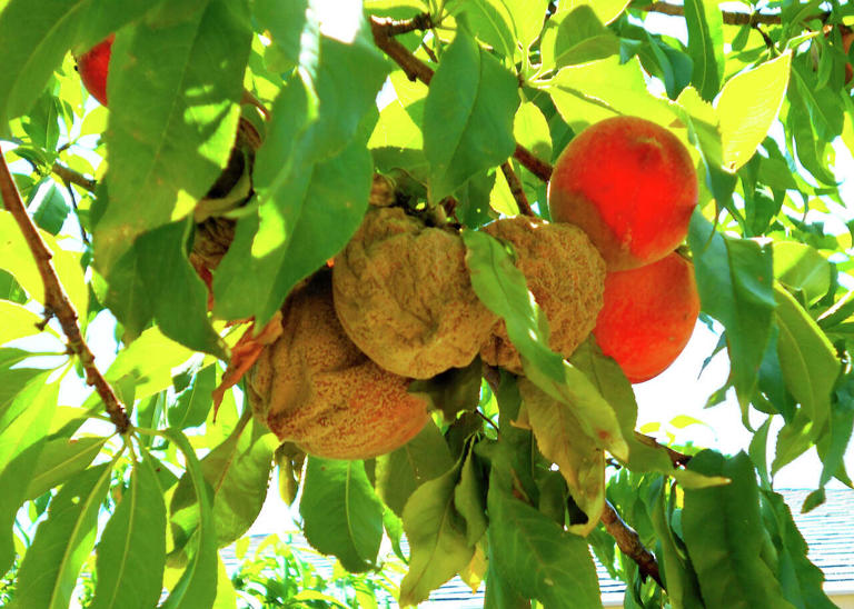 How to treat lace bugs, St. Augustine fungus and peach rot