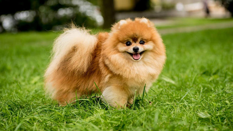 6 dog breeds experts say are perfect for senior retirees seeking ...