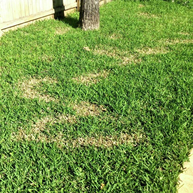 How to treat lace bugs, St. Augustine fungus and peach rot