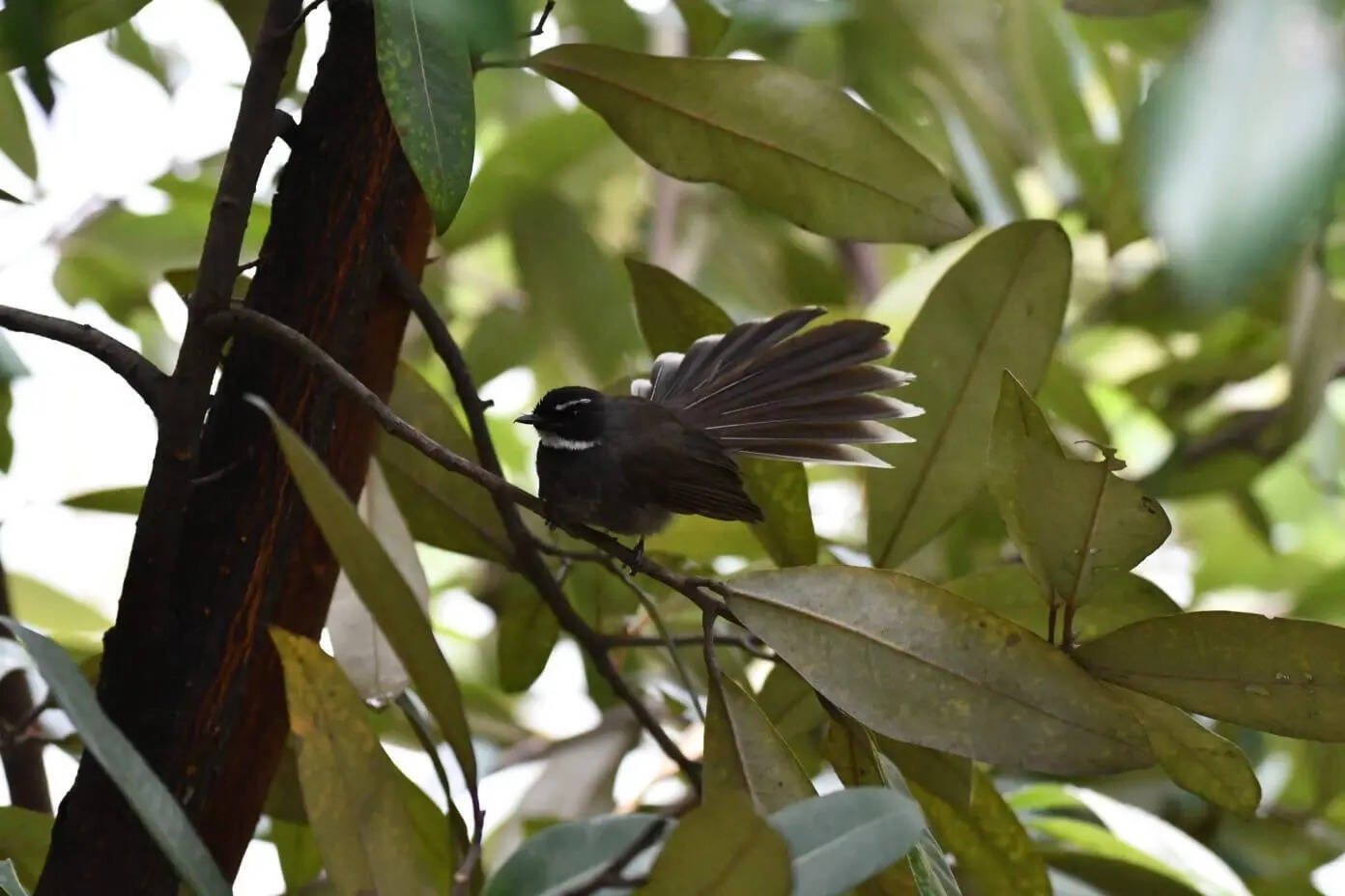 Elusive fantails find refuge in Tangra Sundari tree