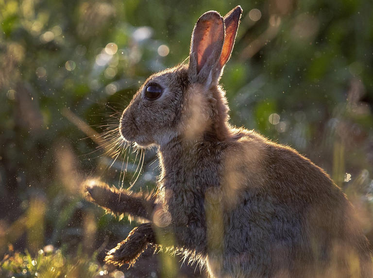 Judge sentences Alberta man to eight years in 'inconceivable' rabbit ...