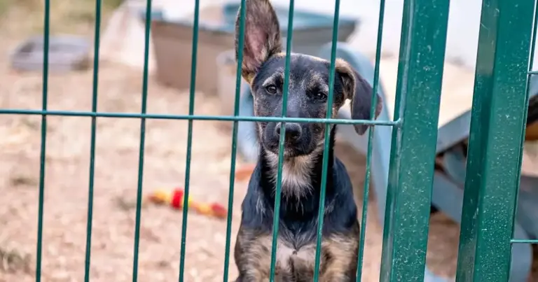 Over 60 dogs living in 'extreme neglect' rescued from Pennsylvania home