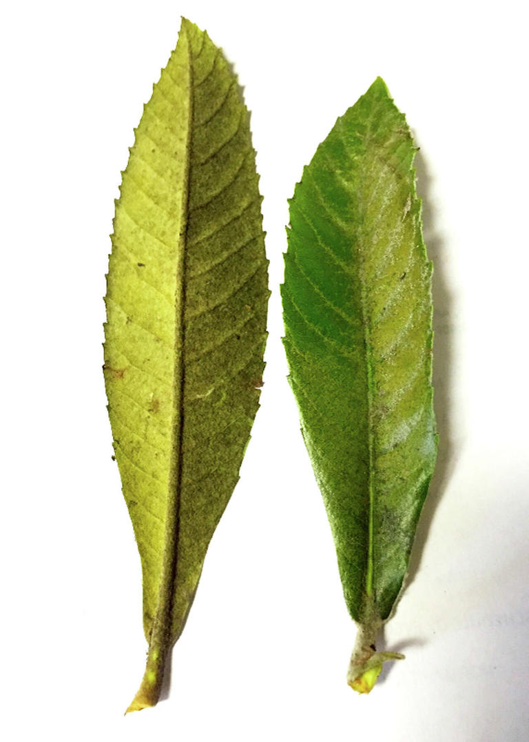 How to treat lace bugs, St. Augustine fungus and peach rot