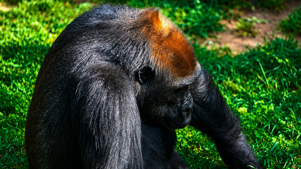 The silent behavior that reveals how gorillas think