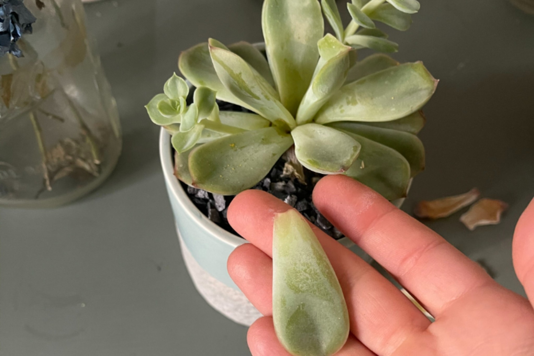 buy snake plant near me 6 Inch Snake Plant Sansevieria Laurentii - Live Air Purifying Houseplant