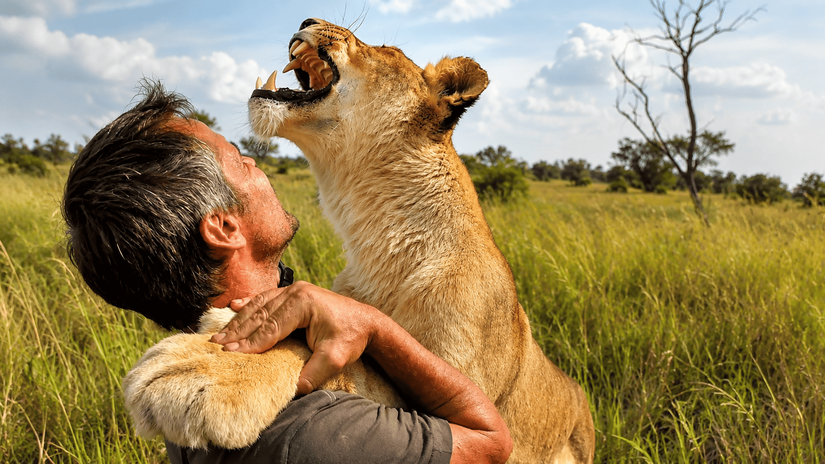 When a lion hug becomes too powerful
