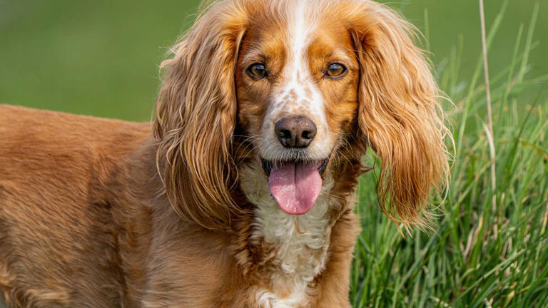 6 dog breeds experts say are perfect for senior retirees seeking ...