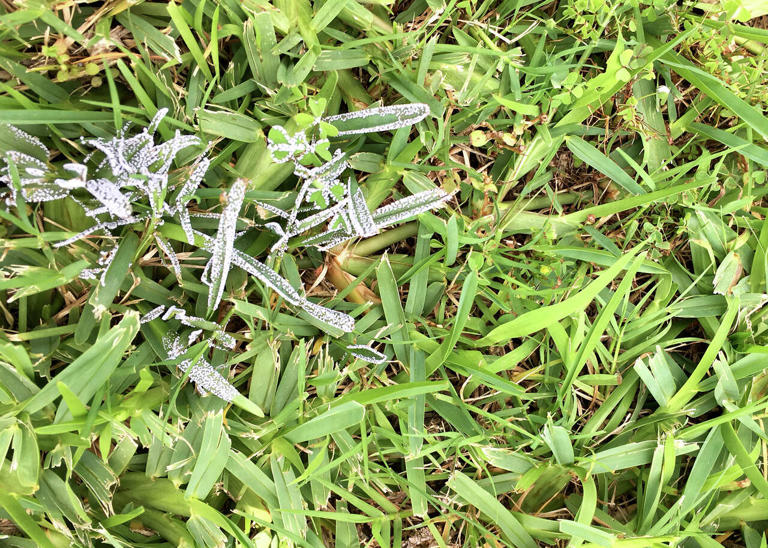 How to treat lace bugs, St. Augustine fungus and peach rot