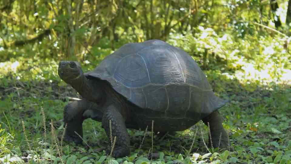 The amazing biogeography of the Galapagos