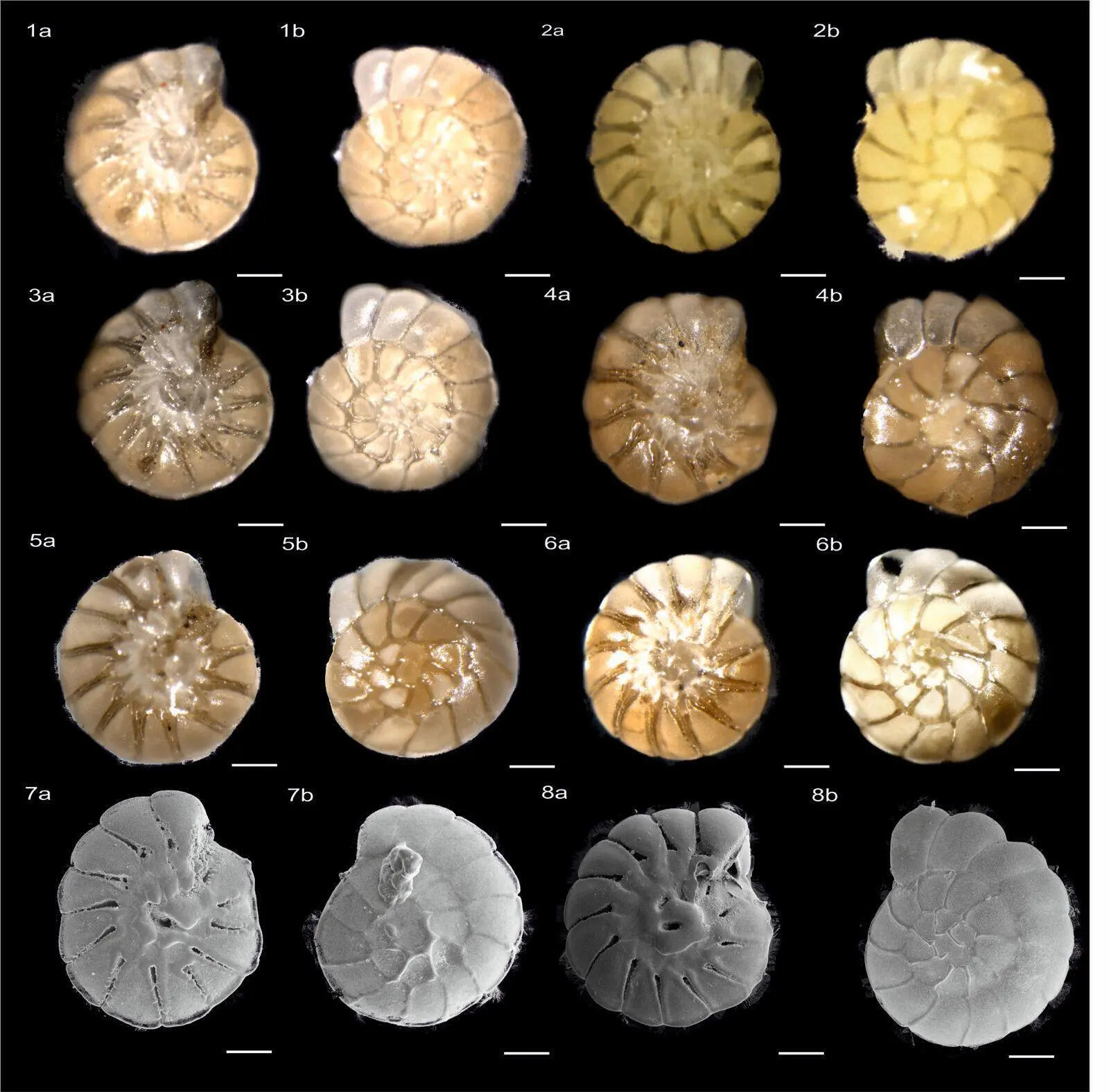 ARI experts find new species of forams that hold secrets to Earth’s ...