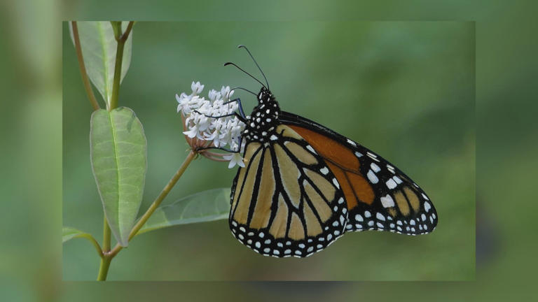 Georgia seeks public input on protected species list for first update ...
