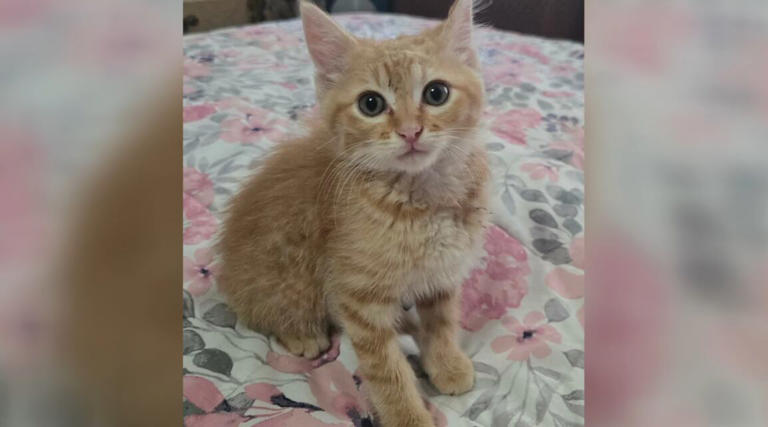 Kitten rescued after spending two days trapped in Cedar County drain pipe