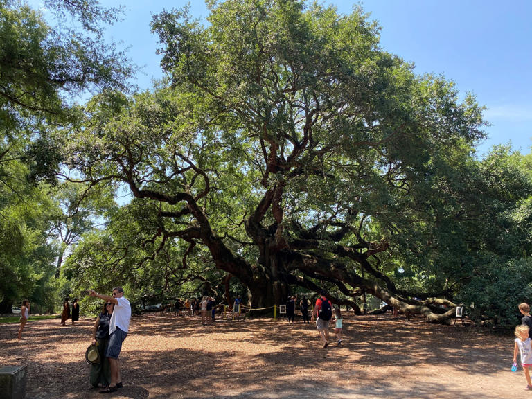 South Carolina’s Angel Oak now listed on National Register of Historic ...