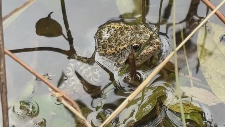Hundreds of endangered dusky gopher frogs released in Hancock County