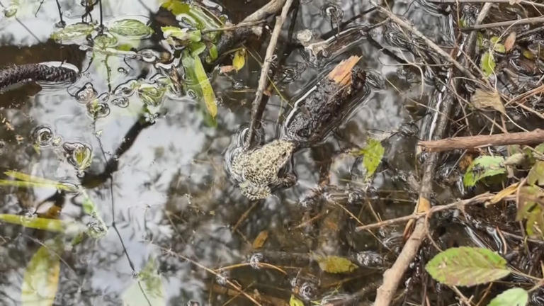 Hundreds of endangered dusky gopher frogs released in Hancock County