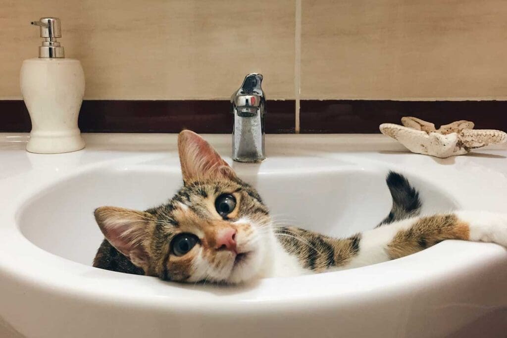 How to give your cat a bath (and keep your skin intact)