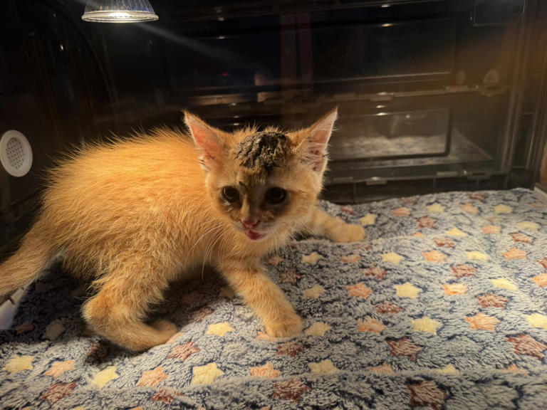 Kitten trapped in drainage pipe rescued after hours-long operation in ...